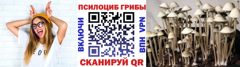 Псилоцибиновые грибы Psilocybine cubensis  Калтан 